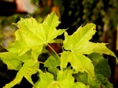 Acer platanoides 'Golden Globe' 